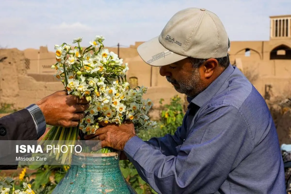 (تصاویر) سایت کاشت گل نرگس در یزد