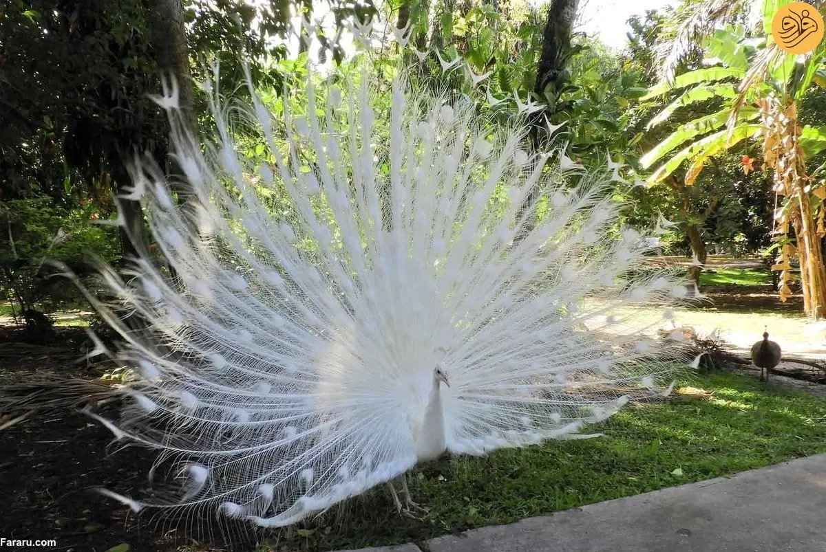 (ویدئو) وقتی طاووس سفید کمیاب برای عکاس ژست گرفت!