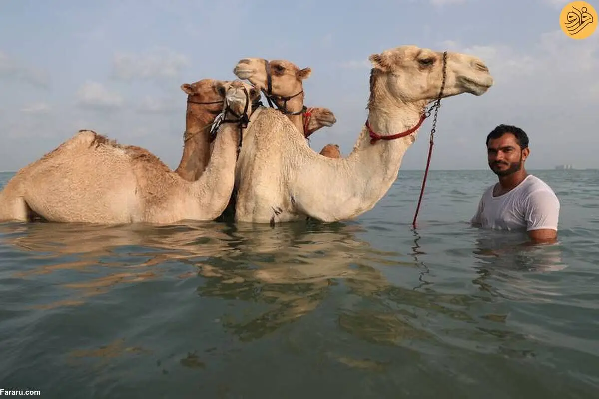 (تصاویر) شنا با شترها