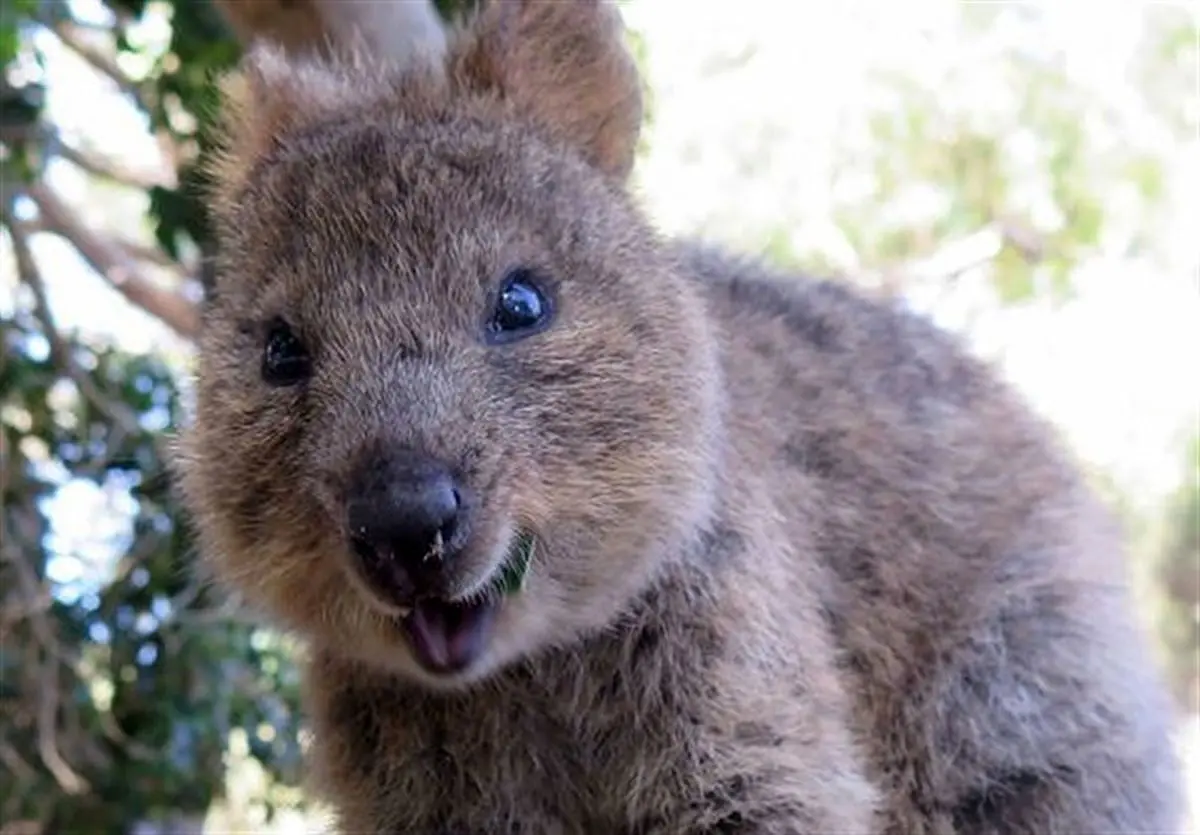 گول ظاهر بامزه این هیولا کوچک را نخورید