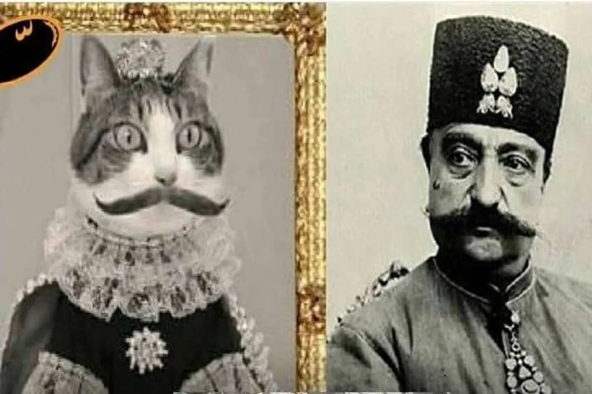 مشهورترین گربه تهران را بشناسید