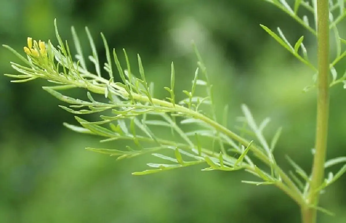 رمزگشایی از یک معمای ۱۰۰ساله