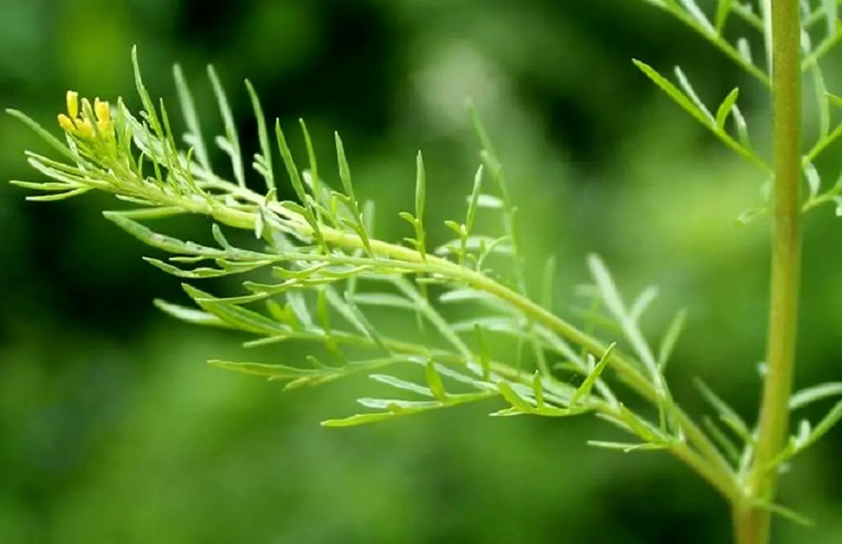 رمزگشایی از یک معمای ۱۰۰ساله