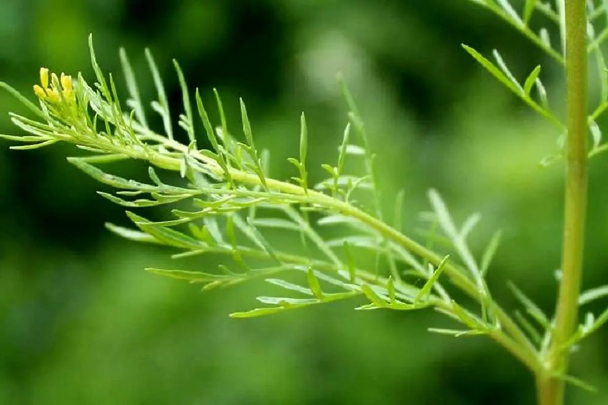 رمزگشایی از یک معمای ۱۰۰ساله