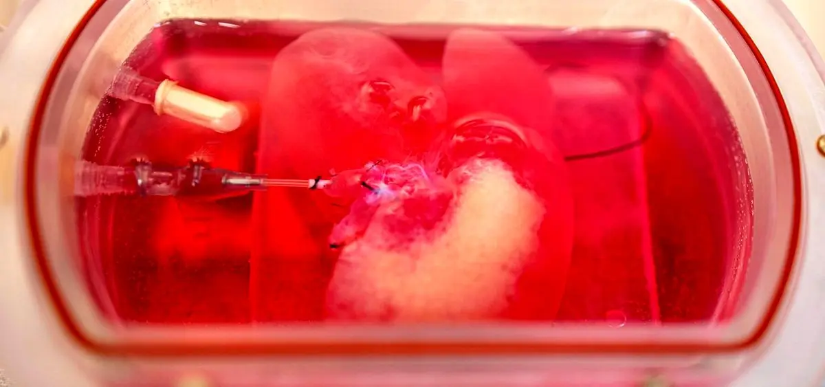 ساخت کبد برای پیوند به انسان، واقعیت یا داستان علمی تخیلی؟