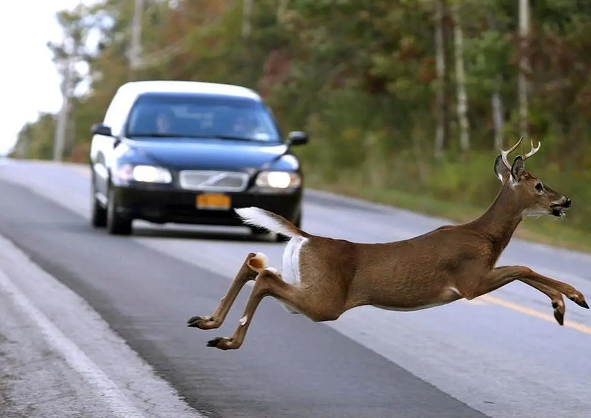 عجیب‌ترین علائم رانندگی در جهان