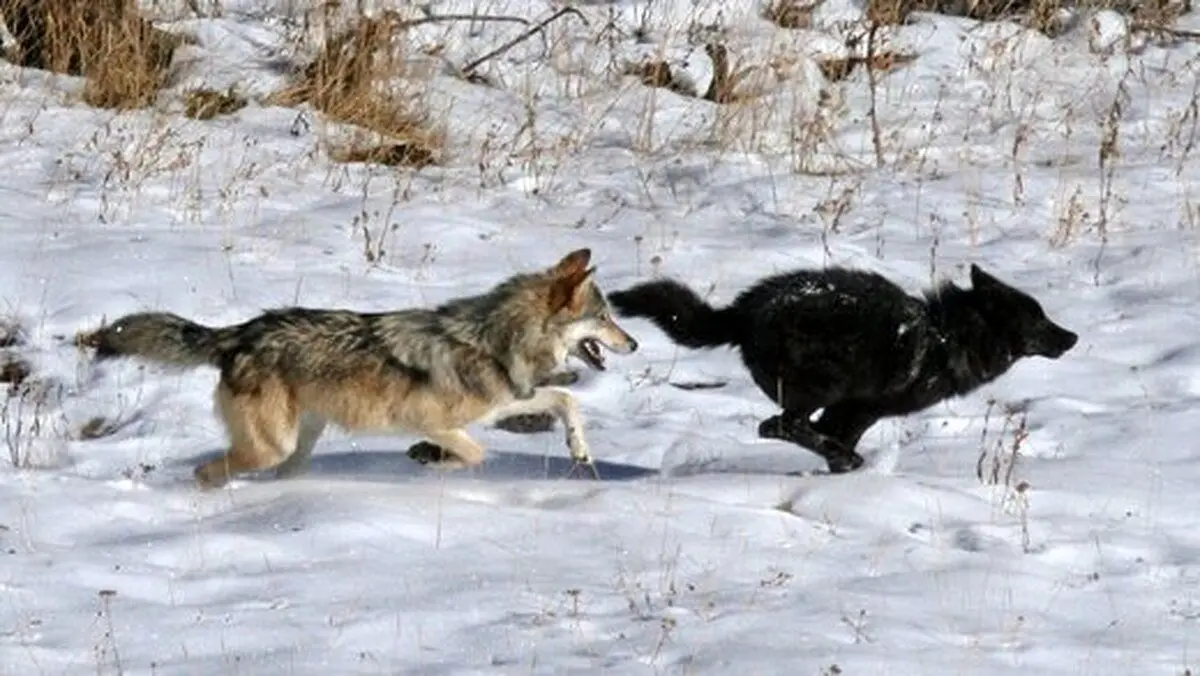 تغییر رنگ عجیب گرگ‌ها در آمریکا!