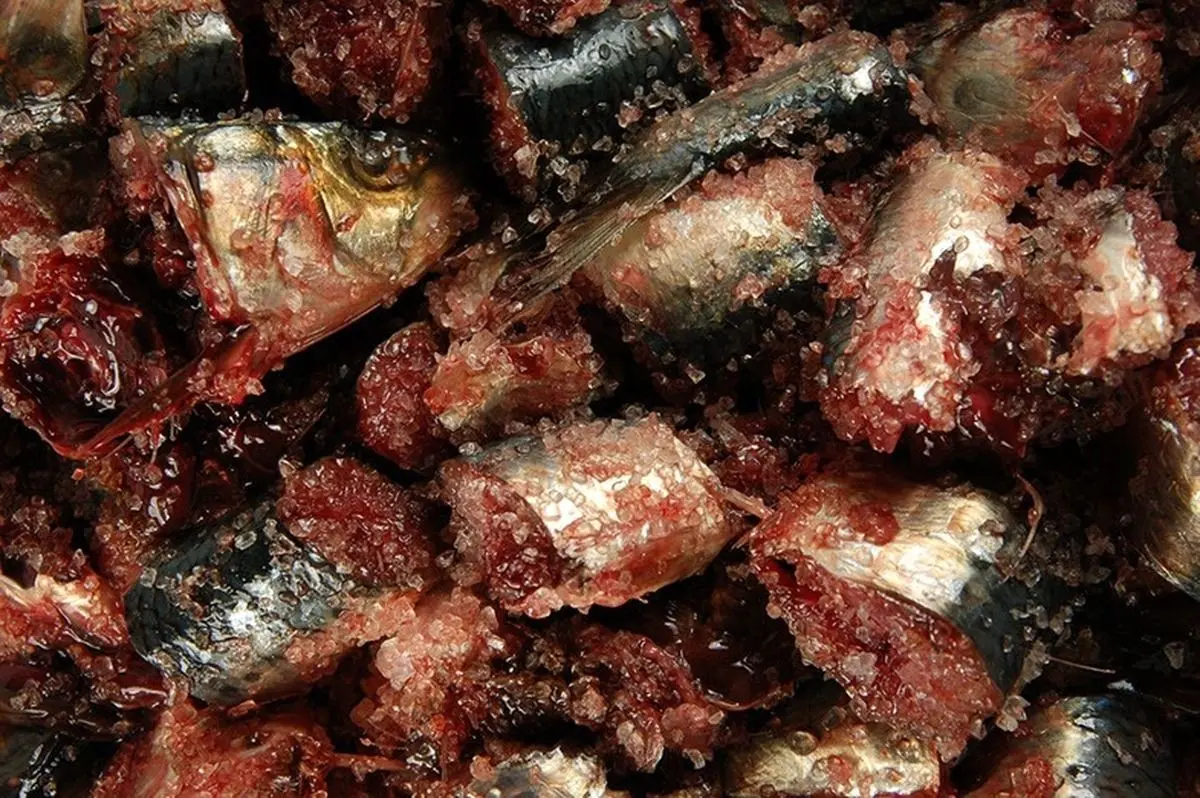 تهوع‌آورترین غذا‌های باستانی؛ از رحِم خوک تا خونِ ماهی!