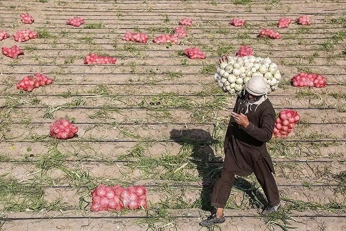 روایت مرکز آمار از قیمت کالاهای خوراکی؛ پیاز رکورد شکست