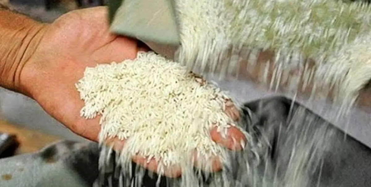 واردات برنج کلا ممنوع شد