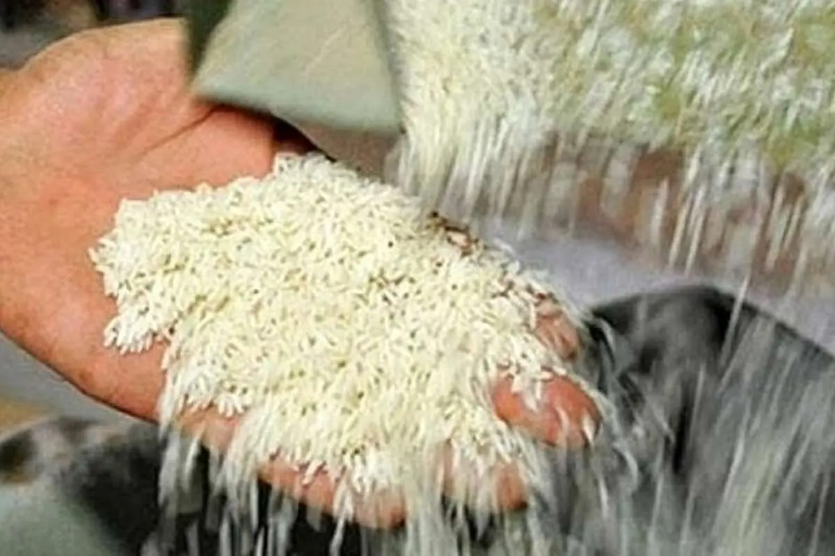 واردات برنج کلا ممنوع شد