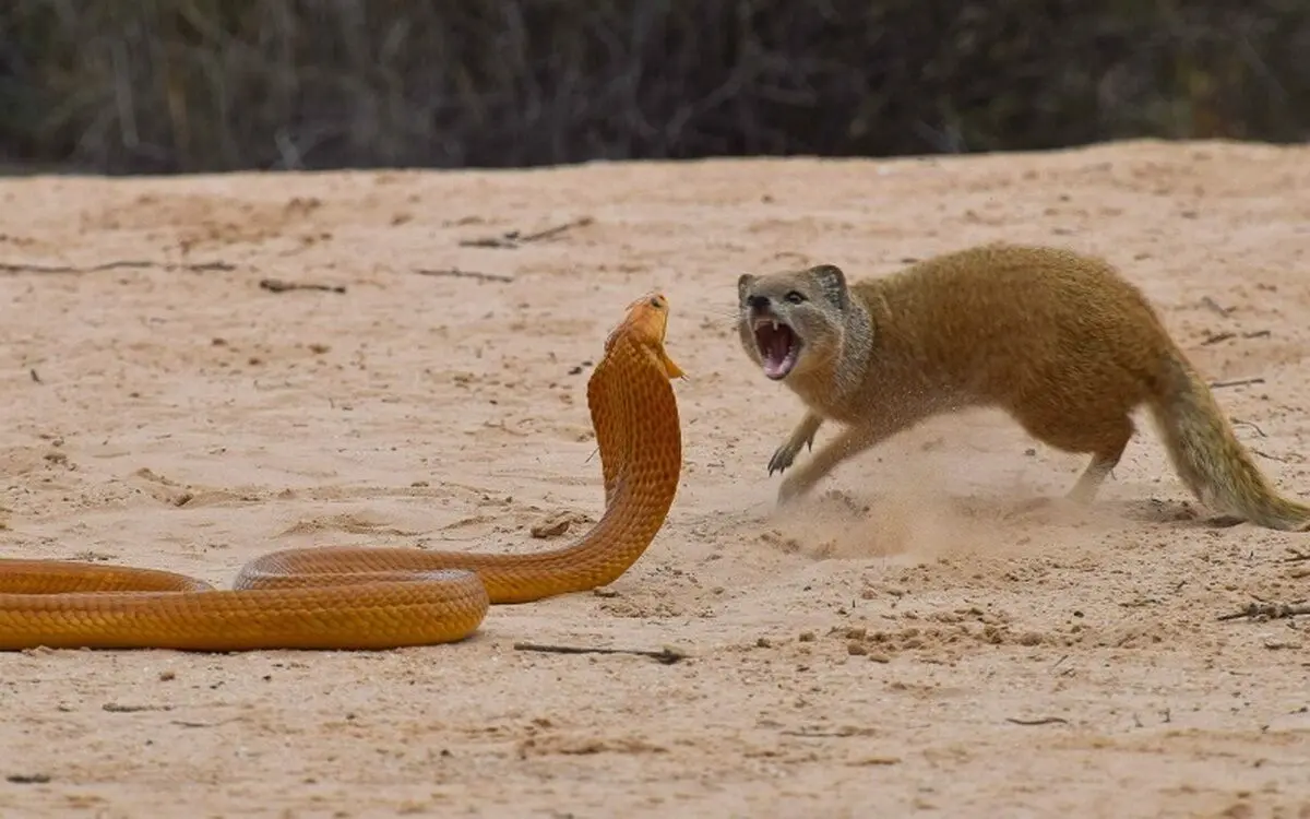 چرا نیش مار خدنگ را نمی‌کشد؟