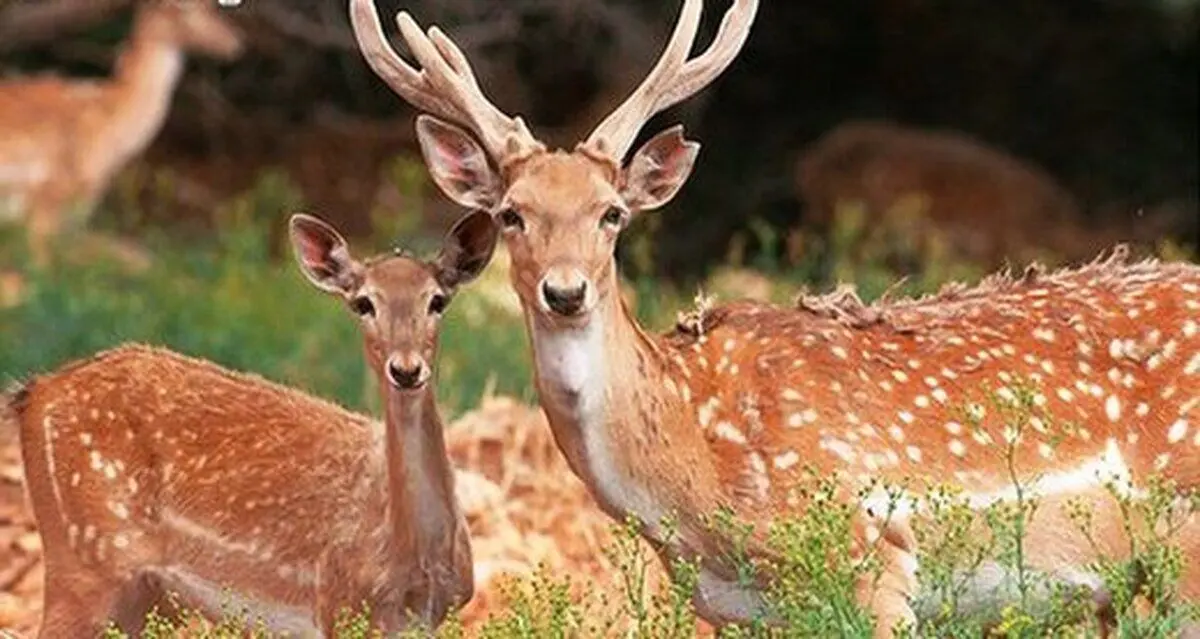 (ویدئو) تلاش خنده‌دار گوزن‌ها برای ورود به خانه در کانادا