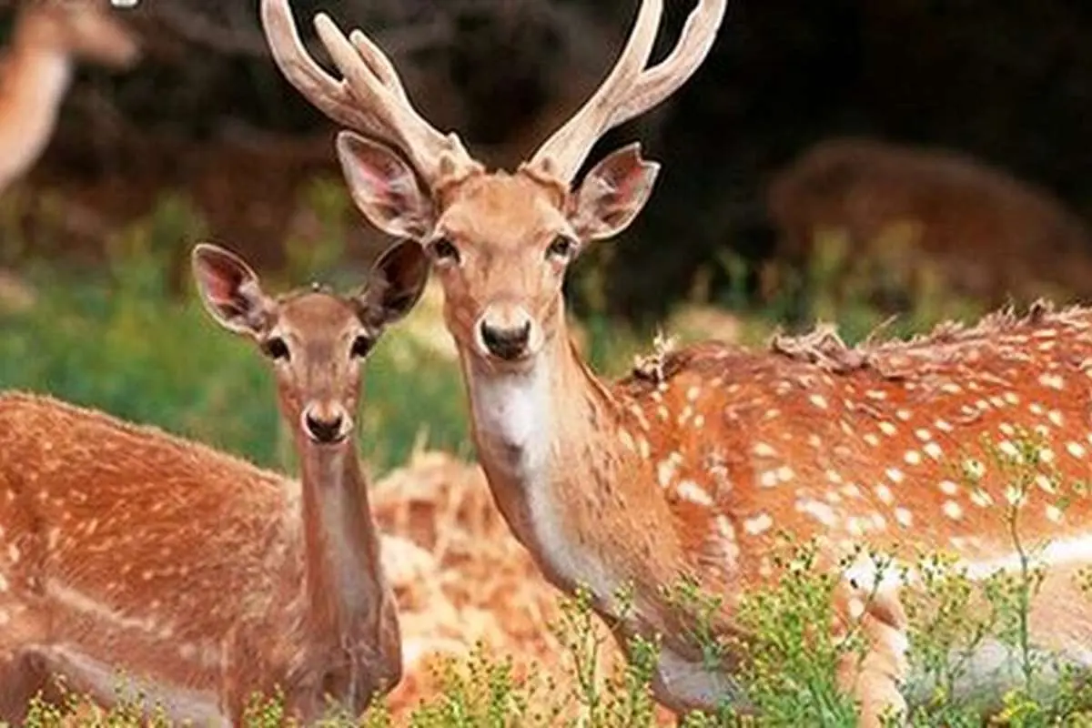 (ویدئو) تلاش خنده‌دار گوزن‌ها برای ورود به خانه در کانادا