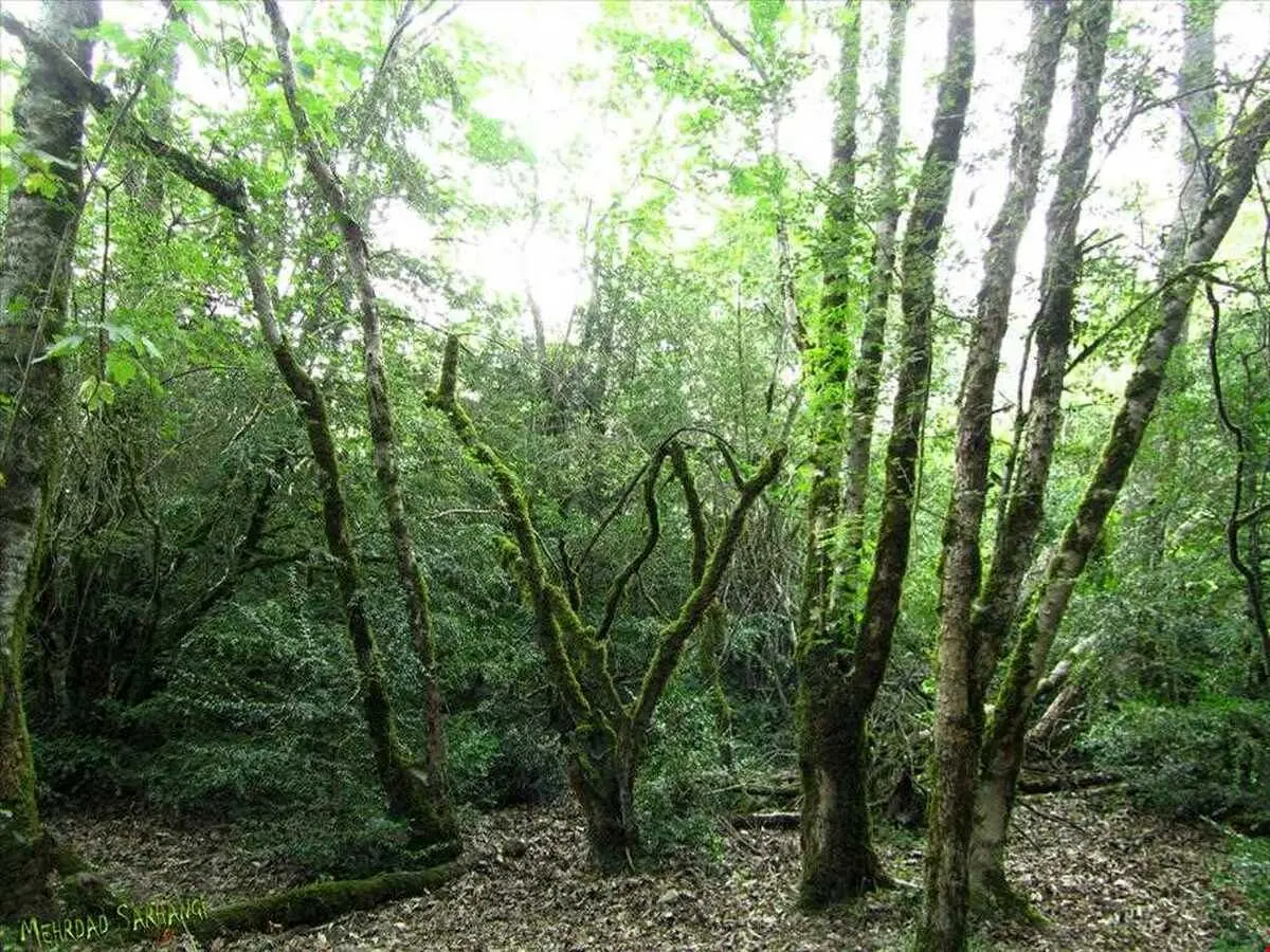 خطر انقراض درخت باستانی جنگل‌های نوشهر با قطع غیرمجاز