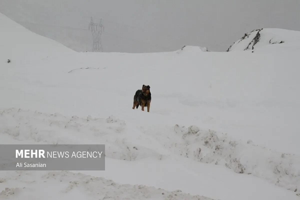 (تصاویر) بارش برف در گردنه حیران آستارا