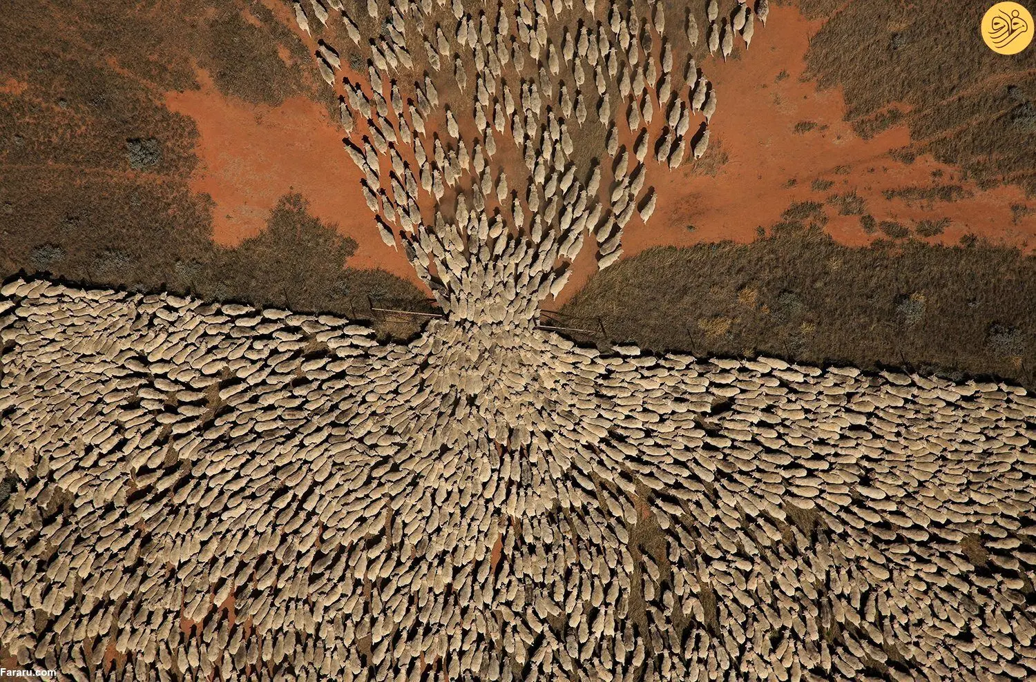 تصویری شگفت‌انگیز از تلاش گوسفندان برای خارج شدن از دروازه کوچک