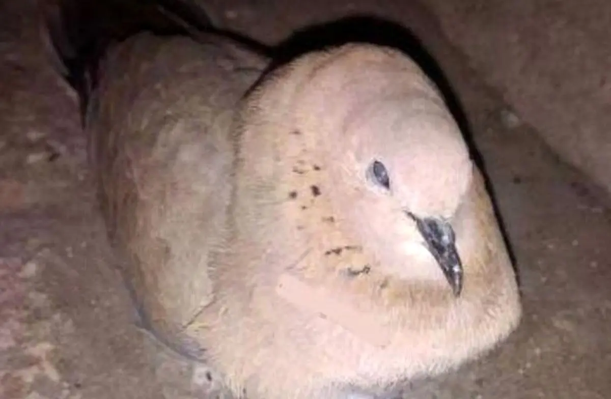 تصویری تلخ از یخ زدن یاکریم در سرمای مشهد