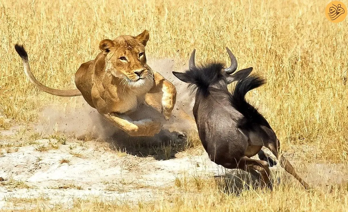 (ویدئو) بازگشت باورنکردنی یک گوزن یالدار از مرگ