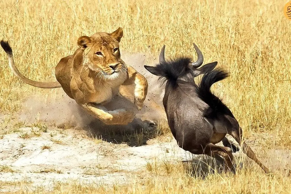 (ویدئو) بازگشت باورنکردنی یک گوزن یالدار از مرگ