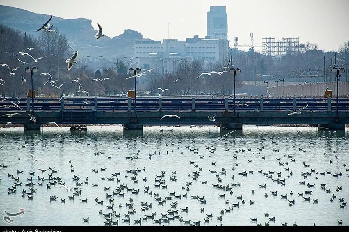 (تصاویر) مرغان کاکایی در نهر اعظم شیراز