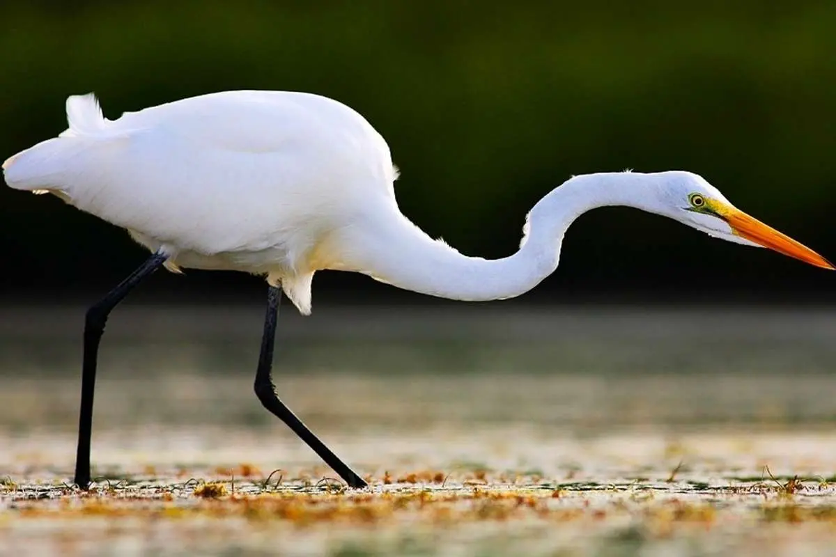 حواصیل بی‌رحم، جوجه اردک‌ها را زنده زنده بلعید!