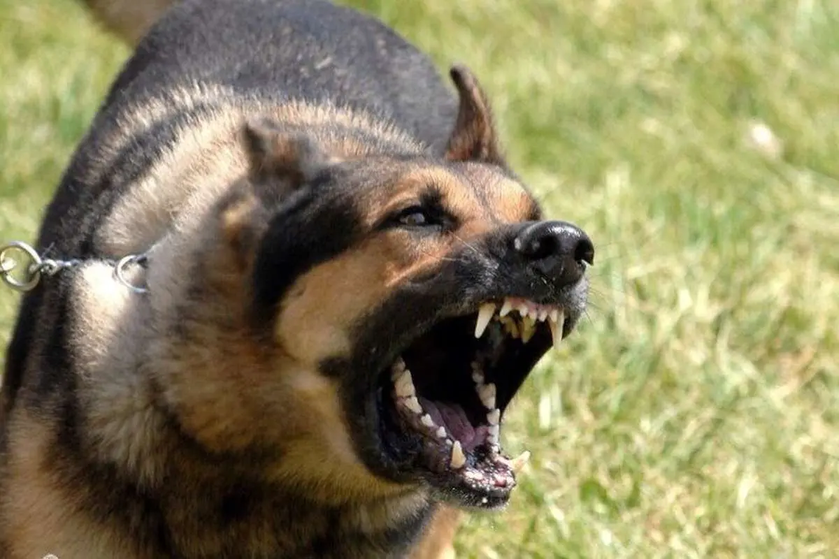 (ویدئو) ترفند تاکتیکی برای در امان ماندن از حمله سگ‌های ولگرد