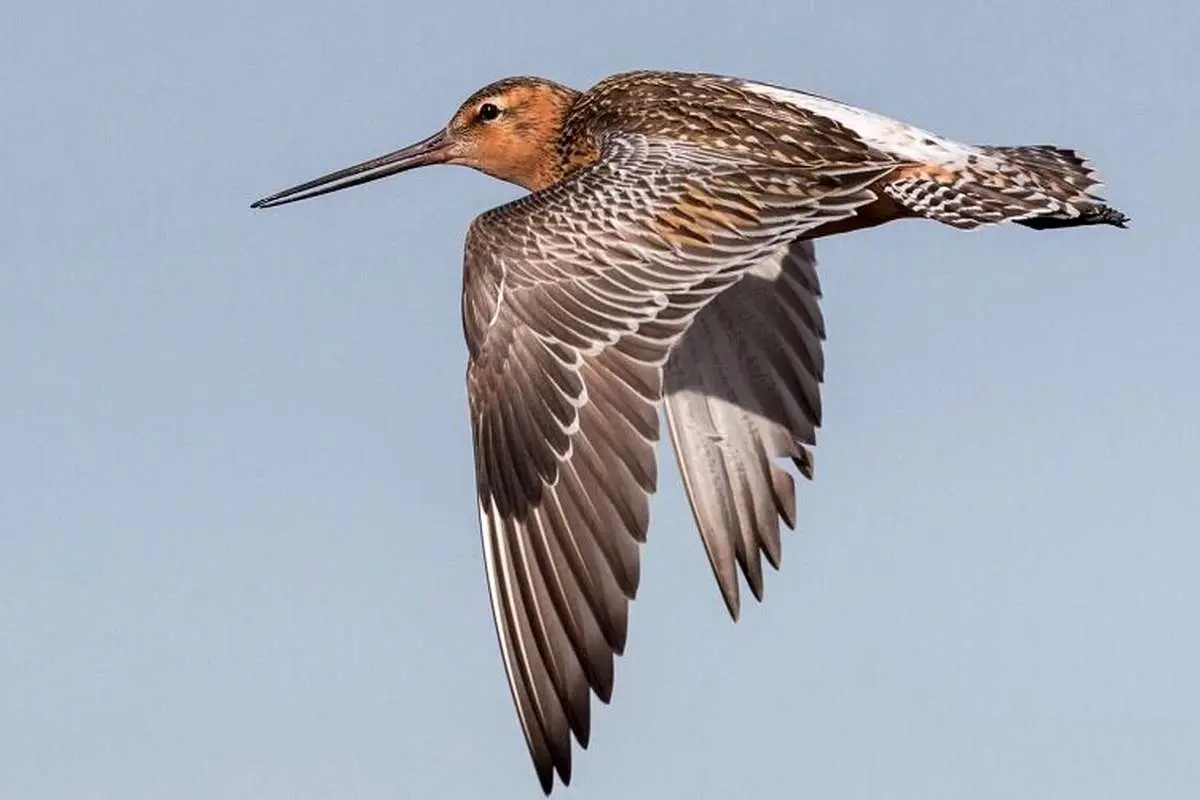 این پرنده رکورد گینس را شکست!