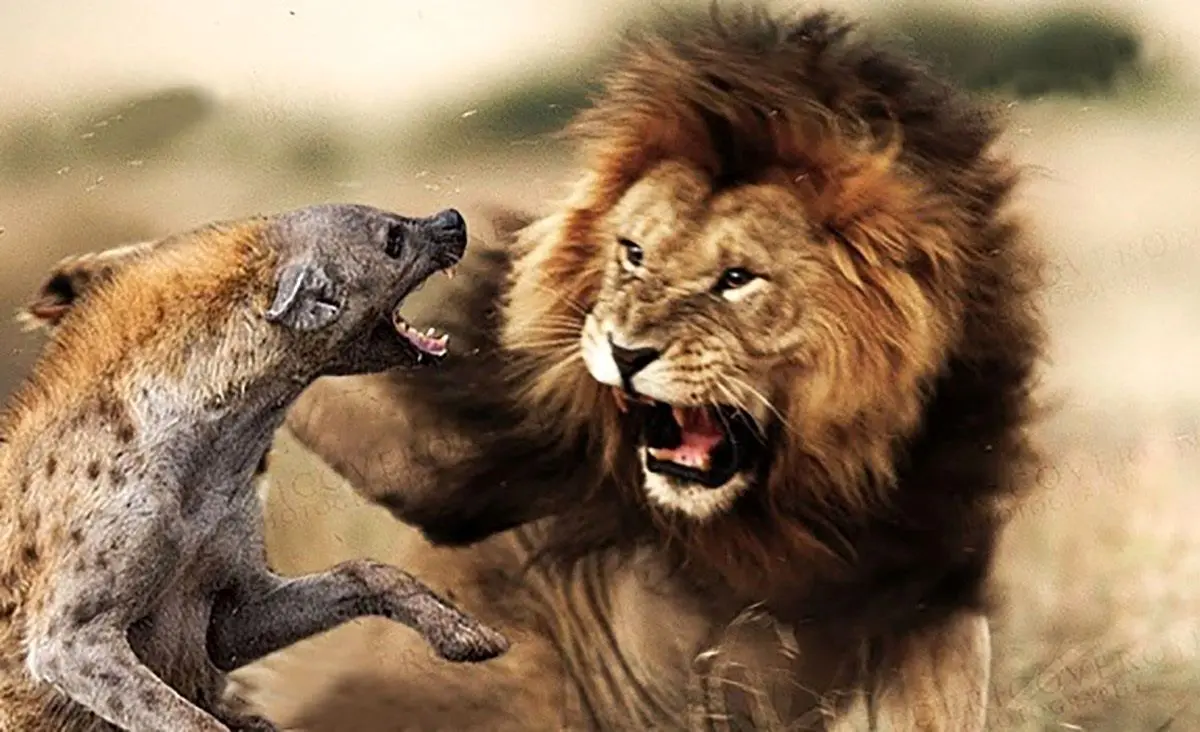 (ویدئو) دو شیر بی‌رحم، کفتار سیاه‌بخت را در خواب به دام انداختند!