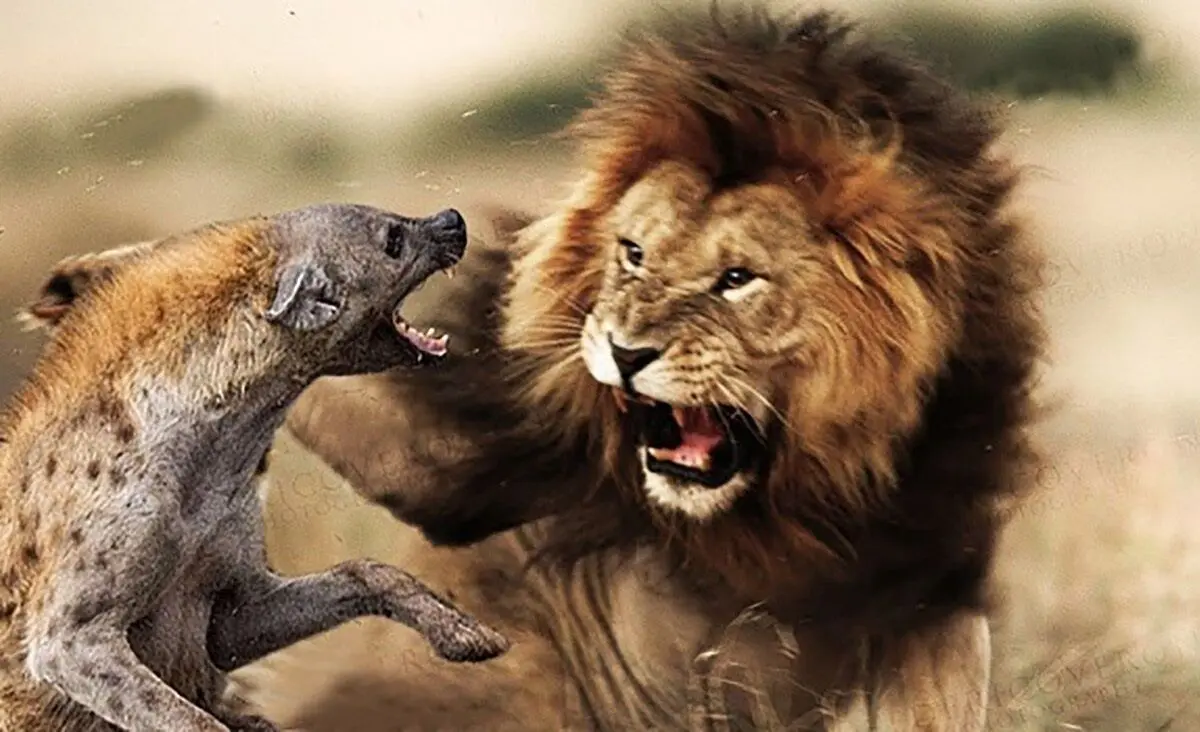 (ویدئو) دو شیر بی‌رحم، کفتار سیاه‌بخت را در خواب به دام انداختند!