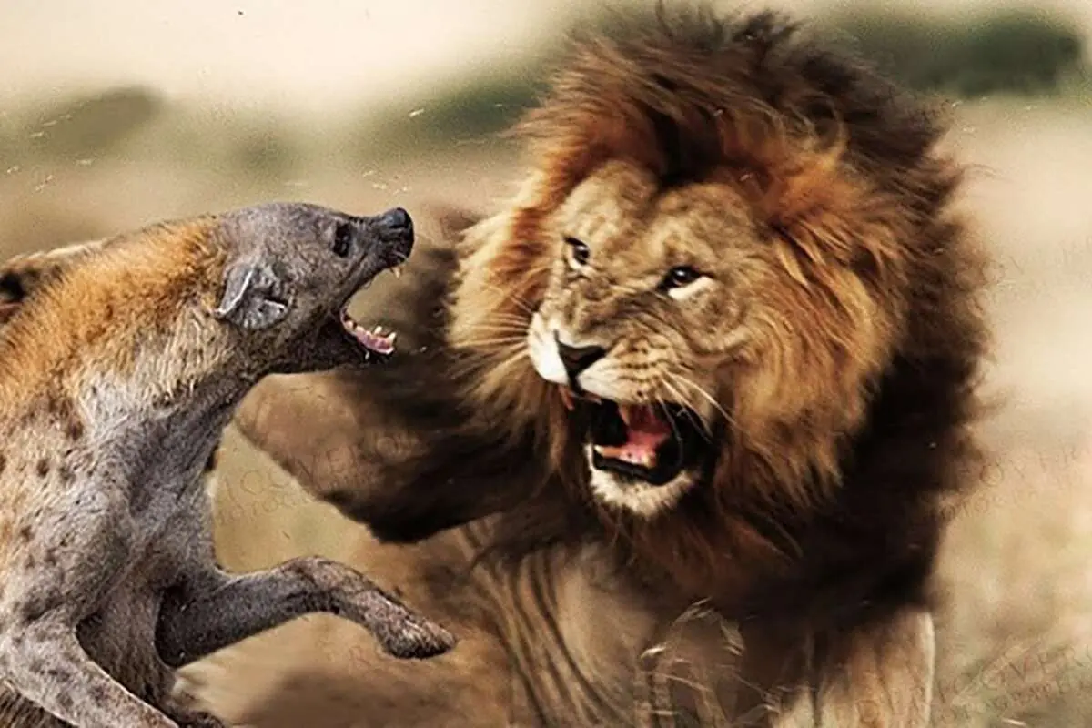 (ویدئو) دو شیر بی‌رحم، کفتار سیاه‌بخت را در خواب به دام انداختند!