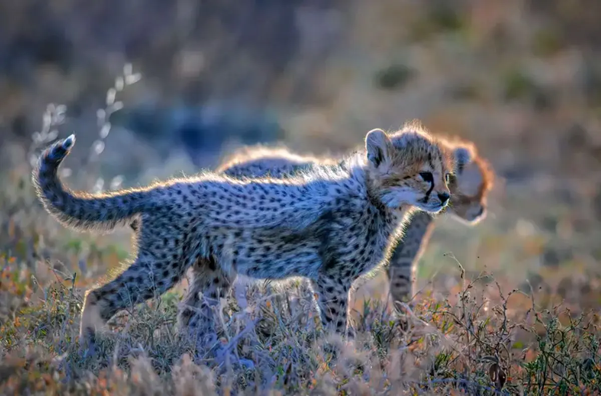 (تصاویر) گول ظاهر این ۱۵ حیوان بامزه، اما کشنده را نخورید!