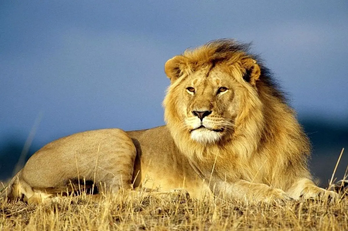 (ویدئو) قدرت عجیب شیر نر برای جابجایی شکار یک تنی