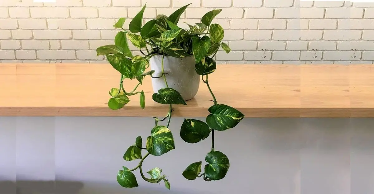 گلی که صاحبش را غافلگیر کرد؛ ریشه زدن یک پتوس در مانیتور