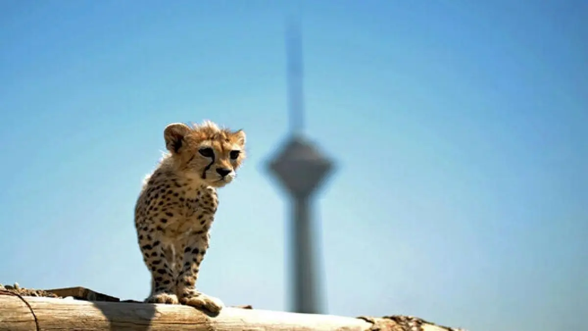 «پیروز» سرمای تهران را چگونه تحمل می‌کند؟