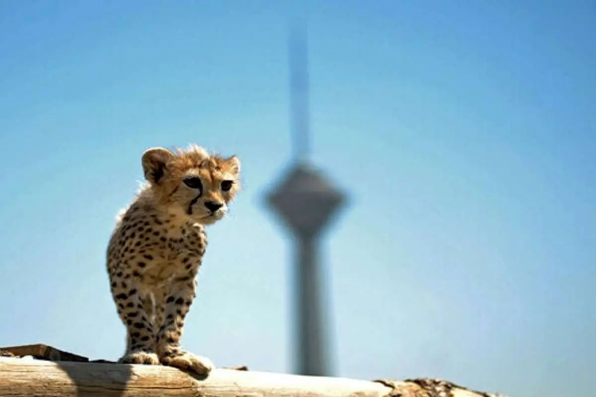 «پیروز» سرمای تهران را چگونه تحمل میکند؟