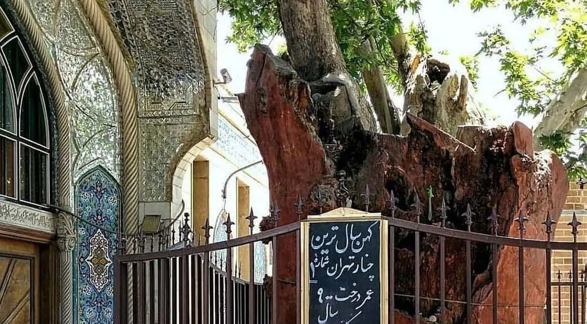 پیرترین موجود زنده تهران را اینجا بببینید/ از افسانه کفاش پیر عودلاجون چه می‌دانید؟