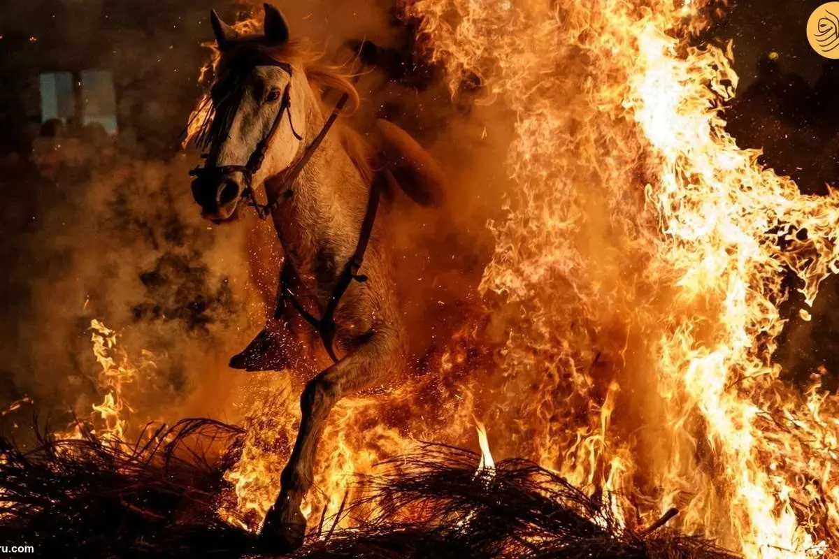 (ویدئو) عبور با اسب از میان آتش در جشنواره‌ سنتی اسپانیا 