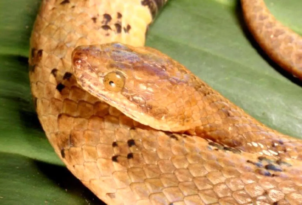 مار کوتوله بوآ چقدر خطرناک است؟