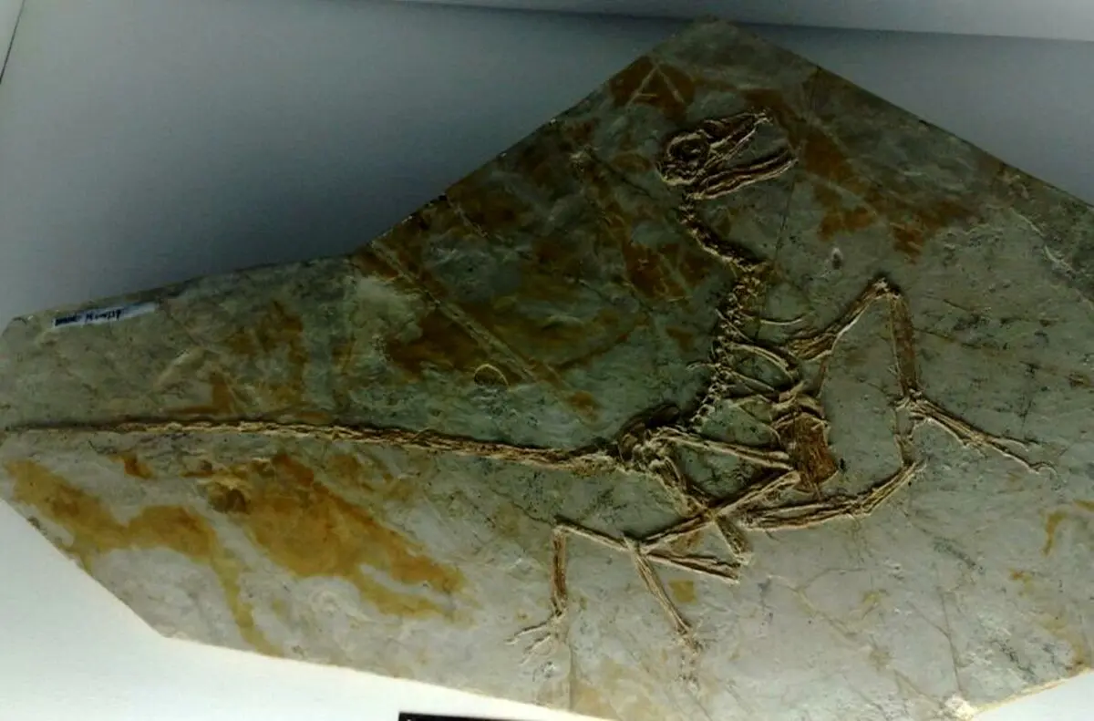 راز‌هایی که فسیل این پرندگان آشکار کرد!