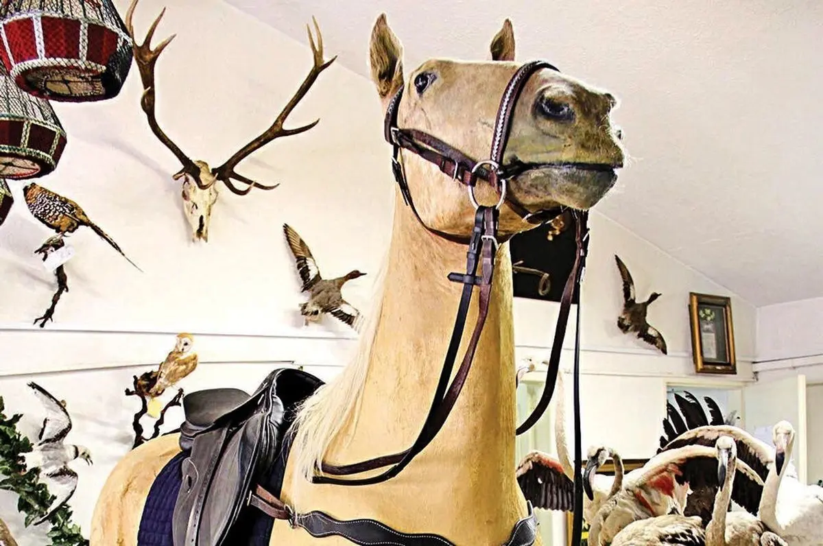 «سمند» ترکمن در دارآباد!