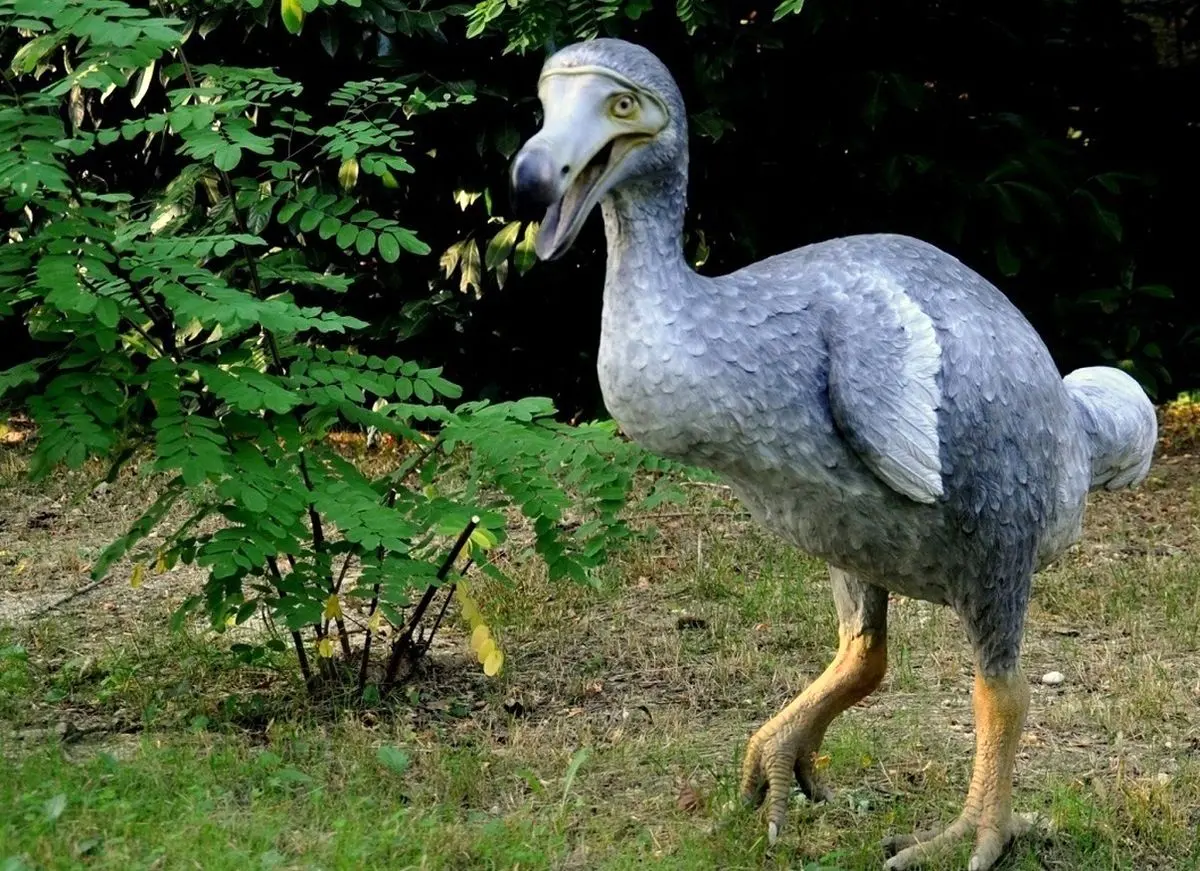 (تصاویر) این ۶ پرنده خارق العاده در طول دو قرن اخیر منقرض شدند!