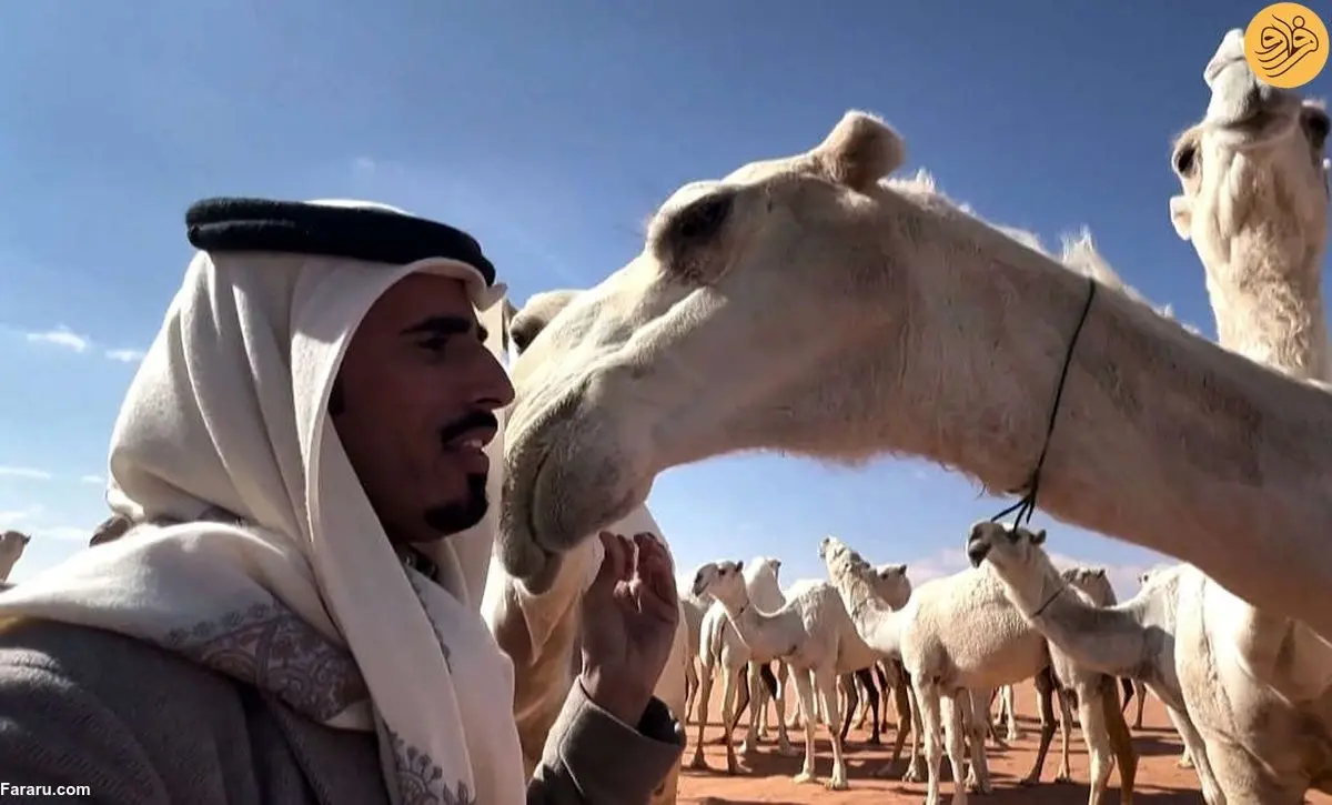 (ویدئو) صدا زدن شترها در عربستان در یونسکو ثبت شد!