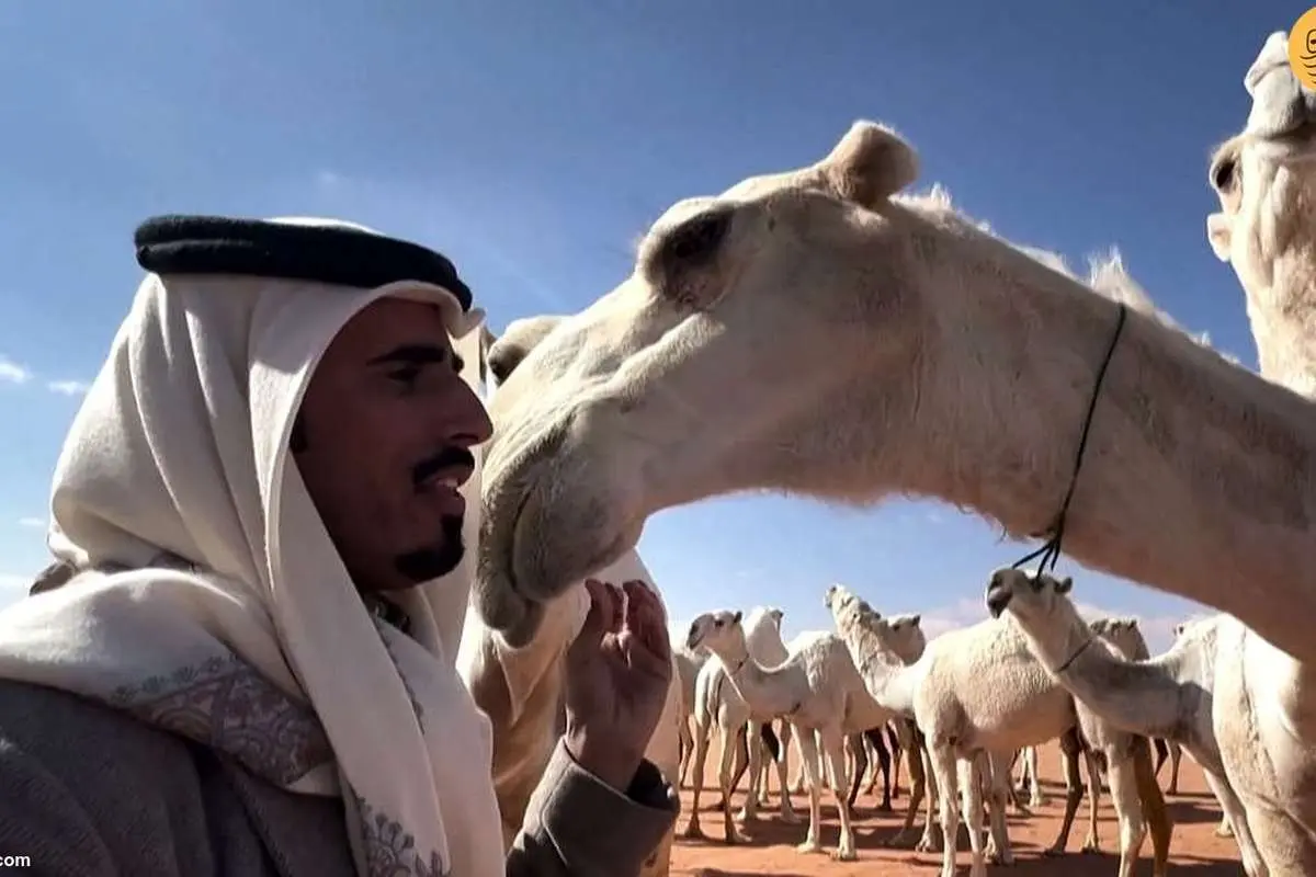 (ویدئو) صدا زدن شترها در عربستان در یونسکو ثبت شد!