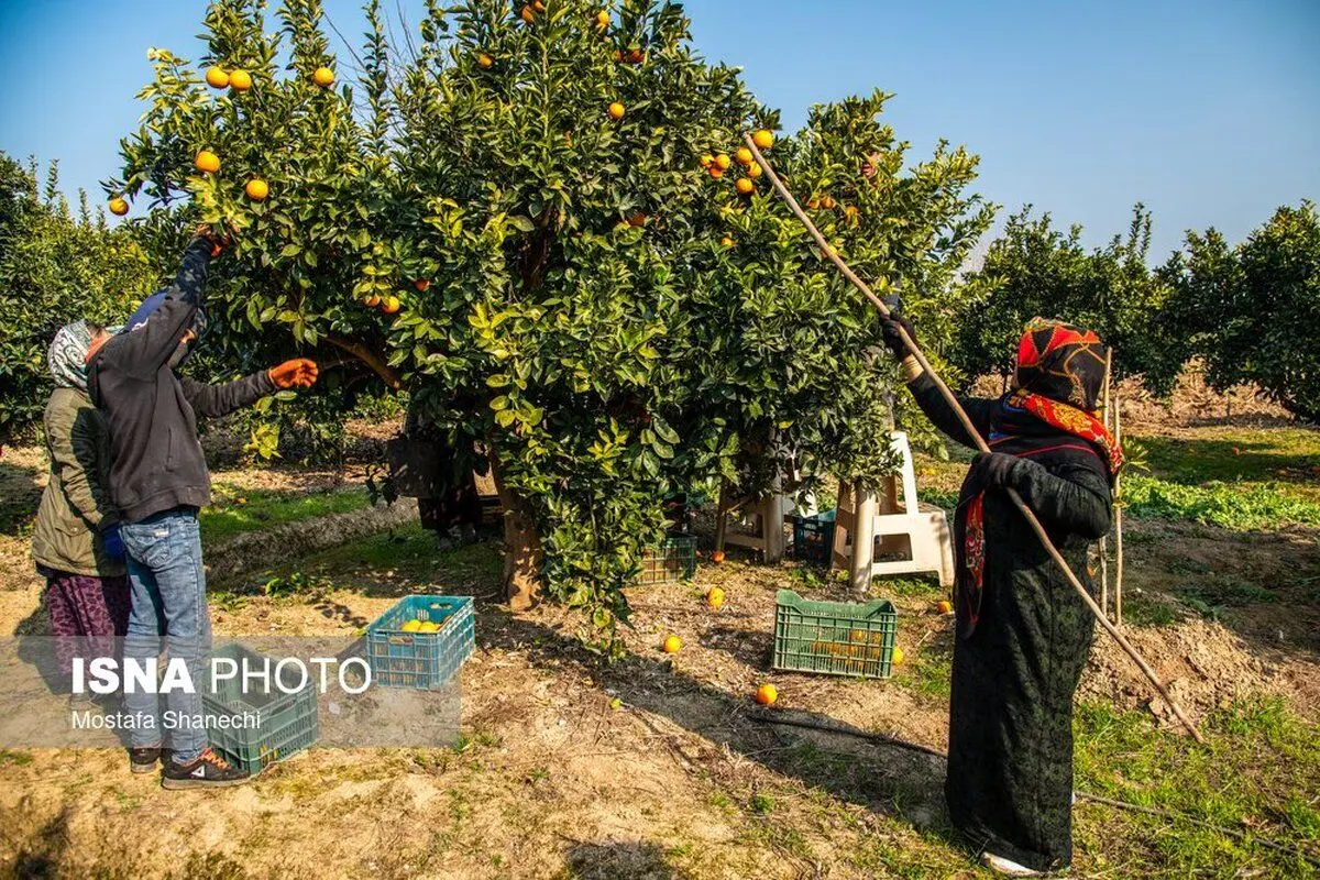 (تصاویر) برداشت مرکبات در مازندران