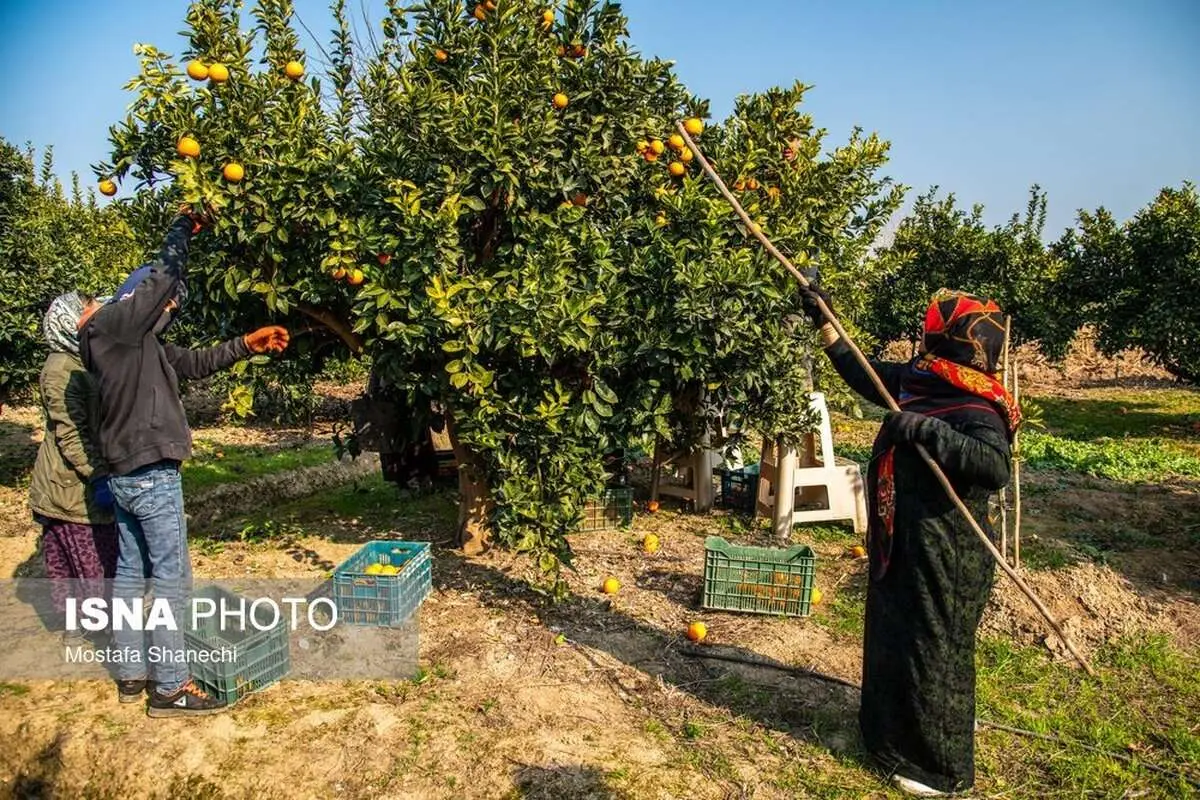(تصاویر) برداشت مرکبات در مازندران