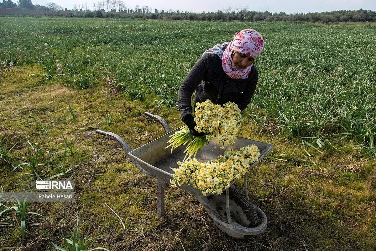 (تصاویر) برداشت نرگس