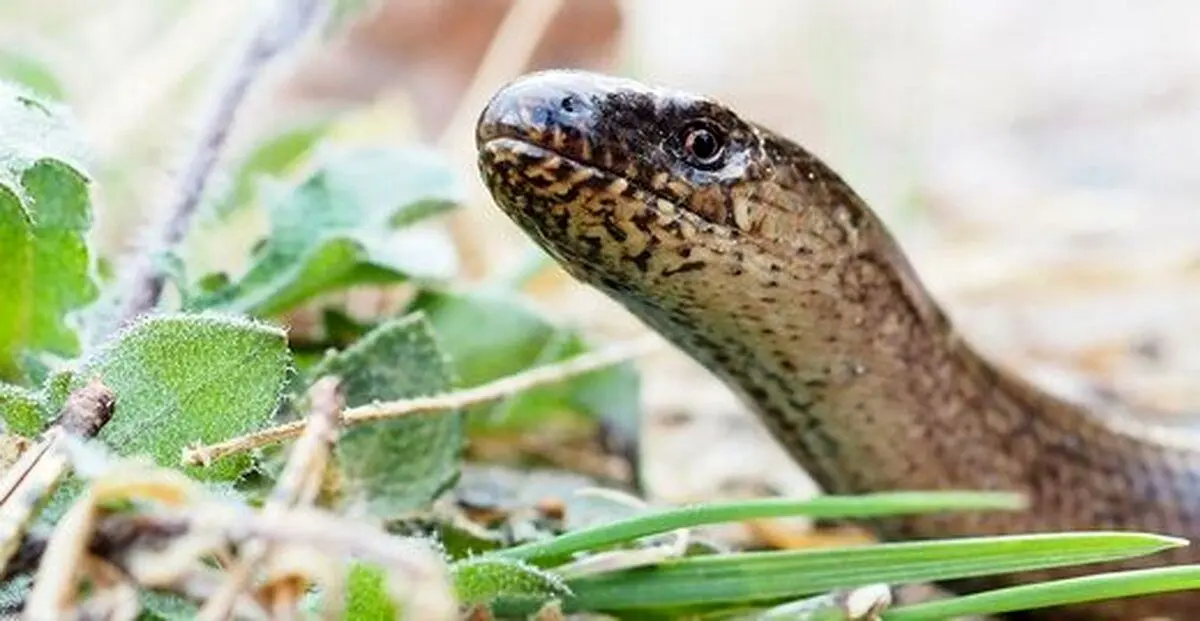 (تصاویر) مارمولک بریتانیایی که نه دست دارد و نه پا!