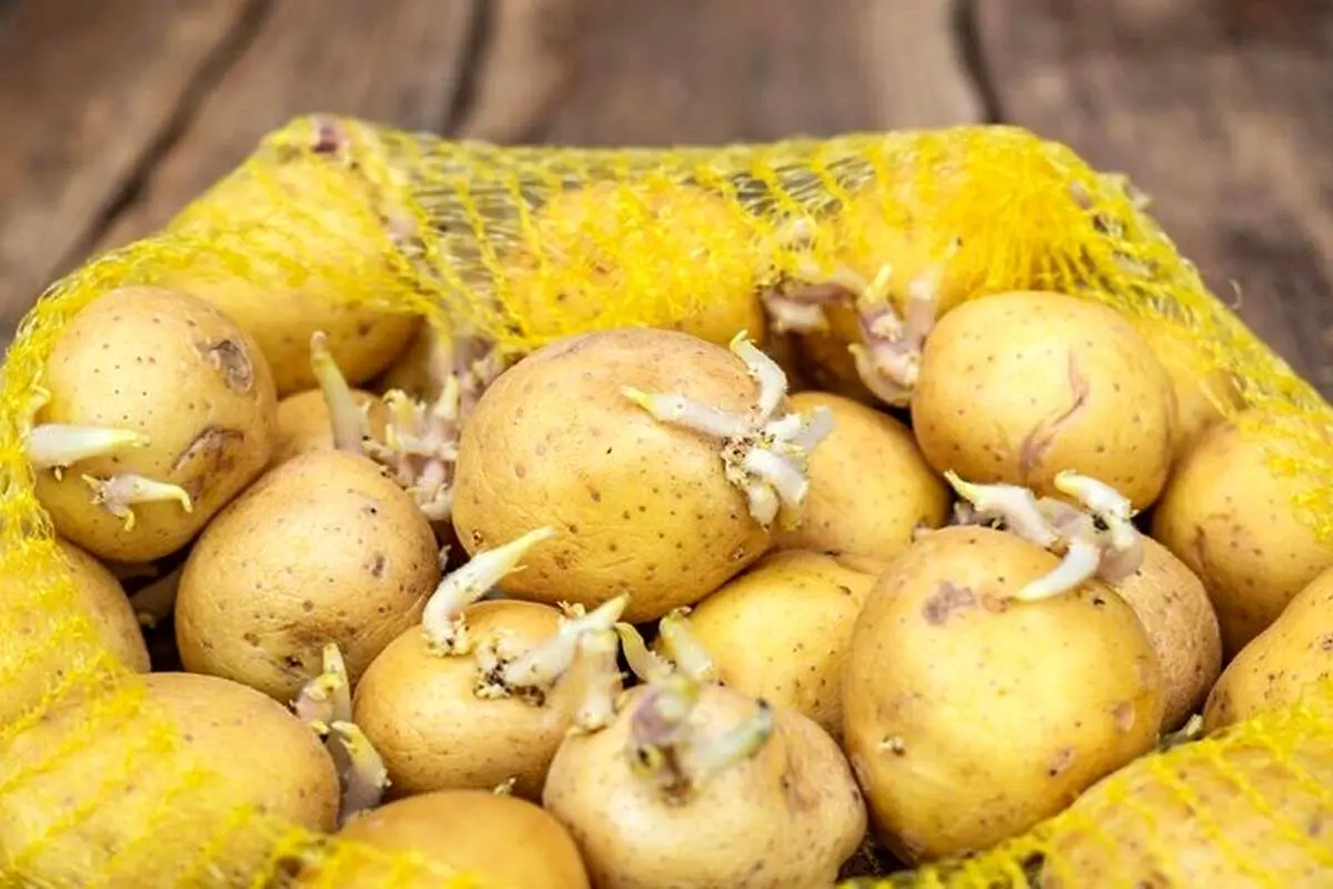 آیا خوردن سیبزمینی و پیاز جوانه زده خطرناک است؟