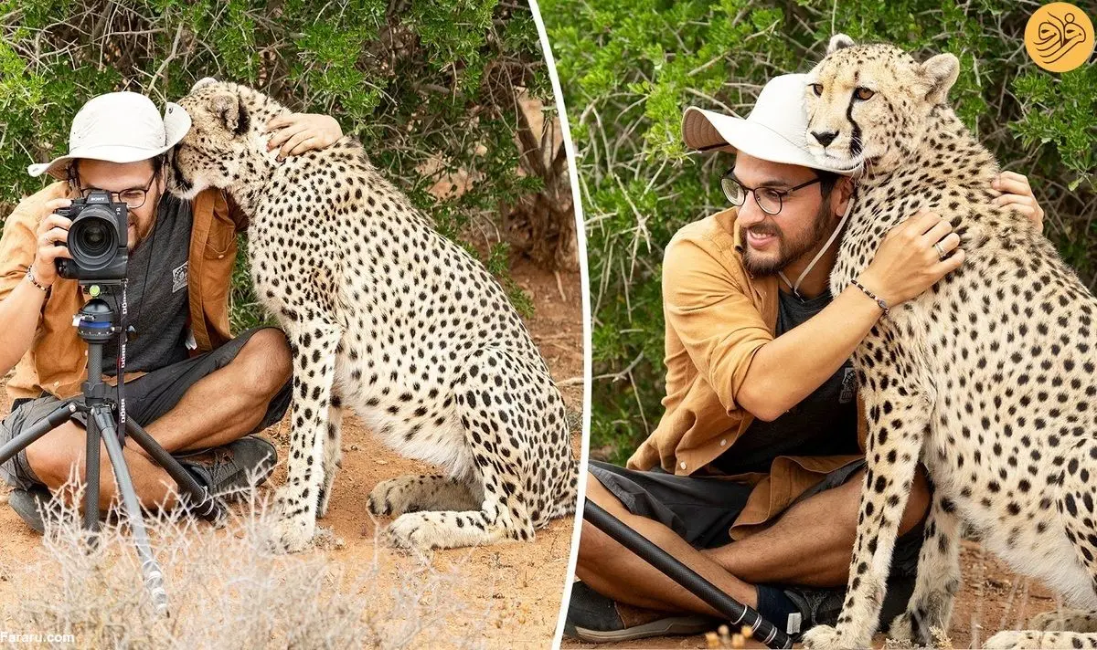 (تصاویر) استتار جالب عکاس حیات وحش؛ آیا می‌توانید ساسان را پیدا کنید؟